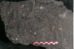 Foto (Detailansicht) von Camptoteris sp. (NHMW-GEO-2024-0188-10650)